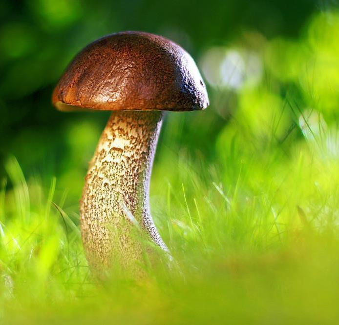 Foto per Autorizzazione per la raccolta dei funghi - Comune di Val di Vizze